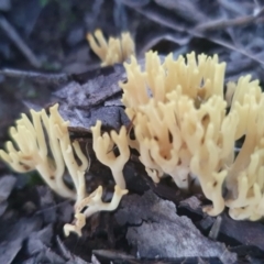 Ramaria sp. (A Coral fungus) at Sutton, NSW - 11 Jun 2022 by Gunyijan
