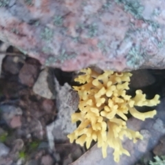 Ramaria sp. at Sutton, NSW - 11 Jun 2022