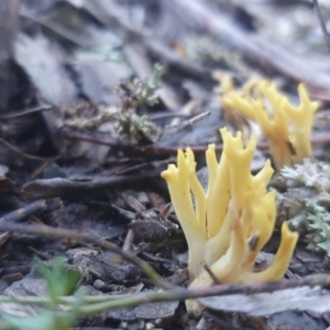 Ramaria sp. at Sutton, NSW - 11 Jun 2022