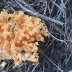 Ramaria sp. (genus) (A Coral fungus) at Gundaroo, NSW - 11 Jun 2022 by Gunyijan