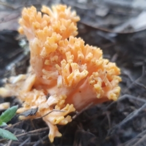 Ramaria sp. at Gundaroo, NSW - 11 Jun 2022