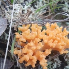 Ramaria sp. at Gundaroo, NSW - 11 Jun 2022