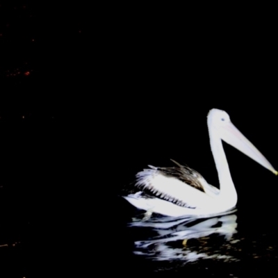 Pelecanus conspicillatus (Australian Pelican) at Ulladulla, NSW - 12 Jun 2022 by JimL