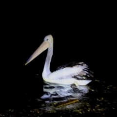 Pelecanus conspicillatus at Ulladulla, NSW - 12 Jun 2022 07:15 PM