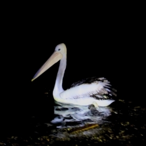 Pelecanus conspicillatus at Ulladulla, NSW - 12 Jun 2022 07:15 PM