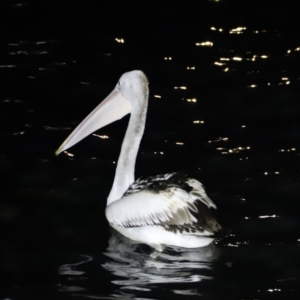 Pelecanus conspicillatus at Ulladulla, NSW - 12 Jun 2022 07:15 PM