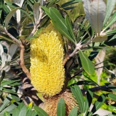 Banksia integrifolia subsp. integrifolia (Coast Banksia) at Wairo Beach and Dolphin Point - 13 Jun 2022 by trevorpreston