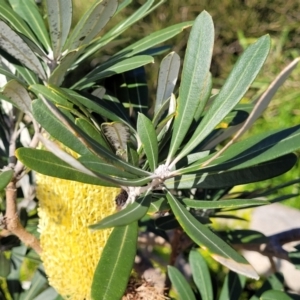 Banksia integrifolia subsp. integrifolia at Dolphin Point, NSW - 13 Jun 2022