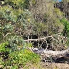 Banksia integrifolia subsp. integrifolia at Dolphin Point, NSW - 13 Jun 2022