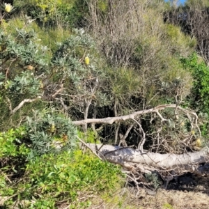 Banksia integrifolia subsp. integrifolia at Dolphin Point, NSW - 13 Jun 2022