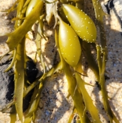 Phyllospora comosa at Dolphin Point, NSW - 12 Jun 2022 by trevorpreston