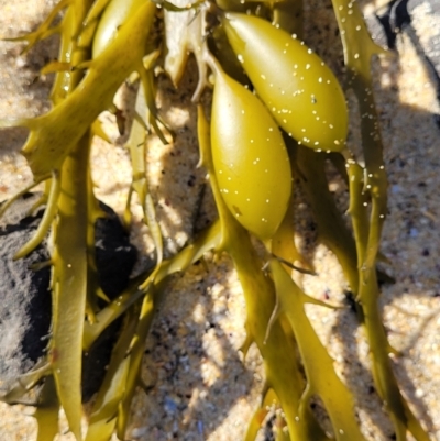 Phyllospora comosa at Dolphin Point, NSW - 13 Jun 2022 by trevorpreston