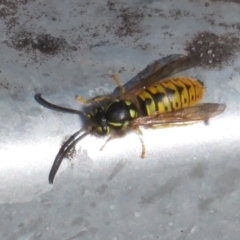 Vespula germanica (European wasp) at Fyshwick, ACT - 12 Jun 2022 by Christine