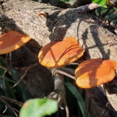 Trametes coccinea at Dolphin Point, NSW - 13 Jun 2022 by trevorpreston