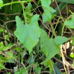 Rumex sagittatus (Turkey Rhubarb, Climbing Dock) at Dolphin Point, NSW - 12 Jun 2022 by trevorpreston