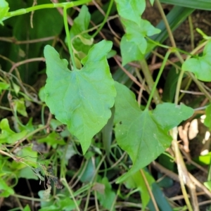 Rumex sagittatus at Dolphin Point, NSW - 13 Jun 2022 09:33 AM