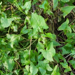 Rumex sagittatus at Dolphin Point, NSW - 13 Jun 2022 09:33 AM