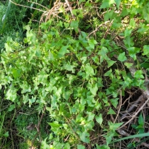 Rumex sagittatus at Dolphin Point, NSW - 13 Jun 2022 09:33 AM