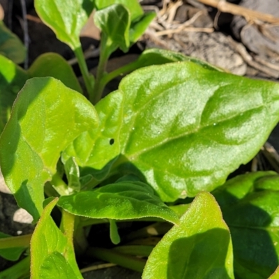 Tetragonia tetragonoides (Native Spinach, New Zealand Spinach) at Wairo Beach and Dolphin Point - 12 Jun 2022 by trevorpreston