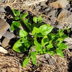 Tetragonia tetragonoides at Dolphin Point, NSW - 13 Jun 2022 09:35 AM
