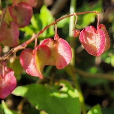 Rumex sagittatus (Turkey Rhubarb, Climbing Dock) at Wairo Beach and Dolphin Point - 12 Jun 2022 by trevorpreston