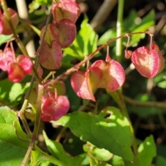 Rumex sagittatus at Dolphin Point, NSW - 13 Jun 2022 09:52 AM