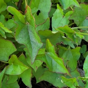 Rumex sagittatus at Dolphin Point, NSW - 13 Jun 2022