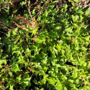 Rumex sagittatus at Dolphin Point, NSW - 13 Jun 2022 09:52 AM