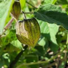 Physalis peruviana (Cape Gooseberry) at Wairo Beach and Dolphin Point - 13 Jun 2022 by trevorpreston