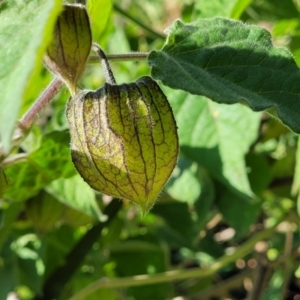 Physalis peruviana at Dolphin Point, NSW - 13 Jun 2022 09:53 AM