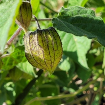 Physalis peruviana (Cape Gooseberry) at Dolphin Point, NSW - 12 Jun 2022 by trevorpreston