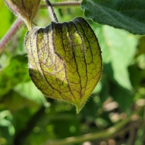 Physalis peruviana at Dolphin Point, NSW - 13 Jun 2022 09:53 AM