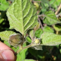 Physalis peruviana at Dolphin Point, NSW - 13 Jun 2022 09:53 AM