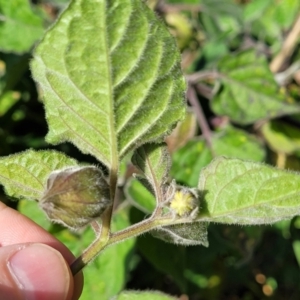 Physalis peruviana at Dolphin Point, NSW - 13 Jun 2022 09:53 AM