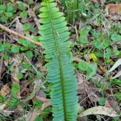 Nephrolepis cordifolia (Fishbone Fern) at Burrill Lake, NSW - 13 Jun 2022 by trevorpreston