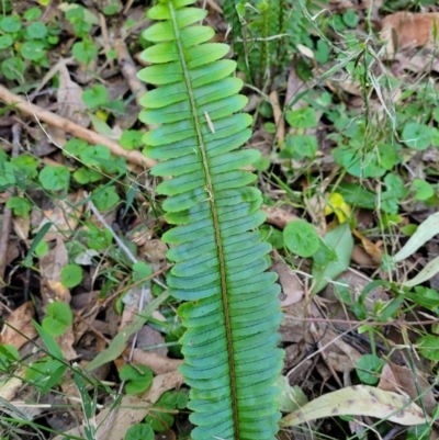 Nephrolepis cordifolia (Fishbone Fern) at Burrill Lake Aboriginal Cave Walking Track - 13 Jun 2022 by trevorpreston