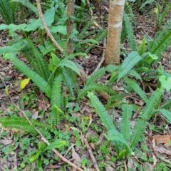 Nephrolepis cordifolia at Burrill Lake, NSW - 13 Jun 2022