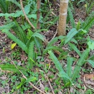 Nephrolepis cordifolia at Burrill Lake, NSW - 13 Jun 2022 10:12 AM