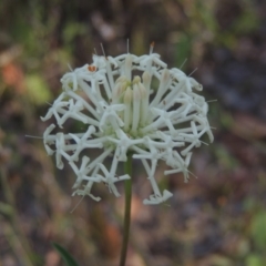 Pimelea treyvaudii (Grey Riceflower) at Tidbinbilla Nature Reserve - 13 Feb 2022 by michaelb