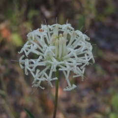 Pimelea treyvaudii (Grey Riceflower) at Paddys River, ACT - 13 Feb 2022 by MichaelBedingfield