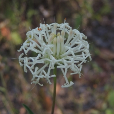 Pimelea treyvaudii (Grey Riceflower) at Paddys River, ACT - 13 Feb 2022 by MichaelBedingfield