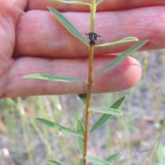 Pimelea treyvaudii at Paddys River, ACT - 13 Feb 2022