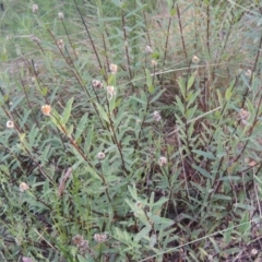 Pimelea treyvaudii at Paddys River, ACT - 13 Feb 2022