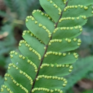 Adiantum hispidulum var. hispidulum at Burrill Lake, NSW - 13 Jun 2022