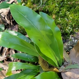 Asplenium australasicum at Burrill Lake, NSW - suppressed