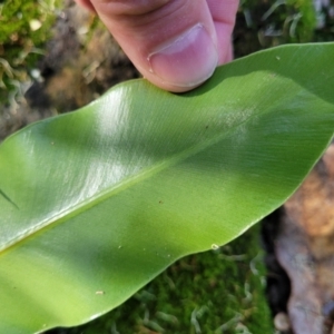 Asplenium australasicum at Burrill Lake, NSW - suppressed