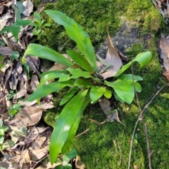 Asplenium australasicum at Burrill Lake, NSW - suppressed