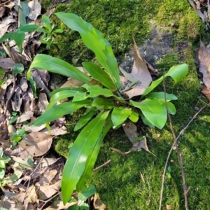 Asplenium australasicum at Burrill Lake, NSW - suppressed