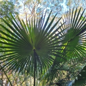 Livistona australis at Burrill Lake, NSW - 13 Jun 2022