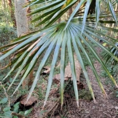 Livistona australis at Burrill Lake, NSW - suppressed